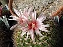 Gymnocalycium bicolor